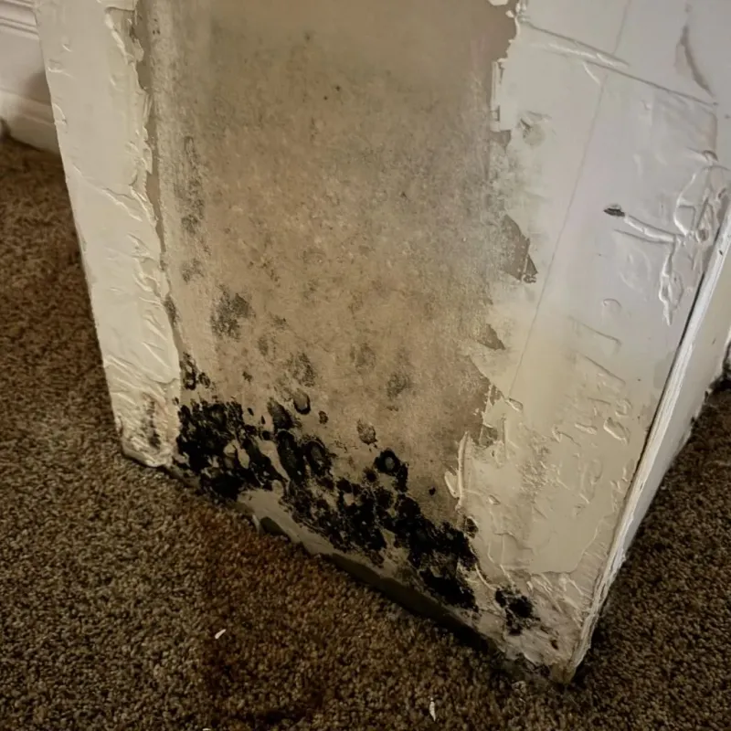 Professional Mold Removal in Centerville, IA